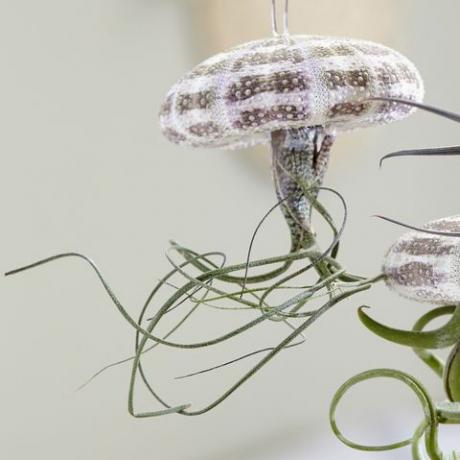 Висящо медузено въздушно растение, Waitrose