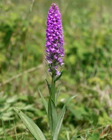 южна блатна орхидея dactylorhiza praetermissa растение в цвят