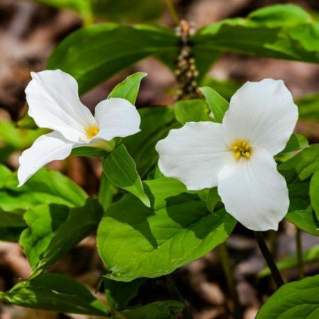 тропически растения, trillium grandiflorum