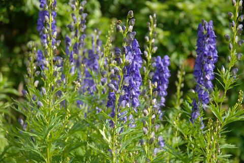 aconitum napellus, известен още като монашество или вълча проклятия, отровна многогодишна билка