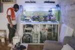 Домашният аквариум: аквариумът е основно изкуство на живо за вашия дом - ето как да го запазите