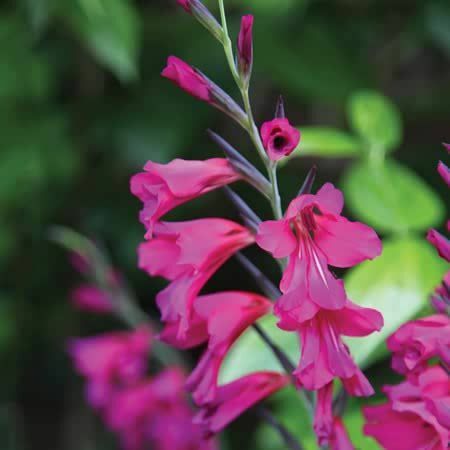 Gladiolus italicus - луковици от гладиоли