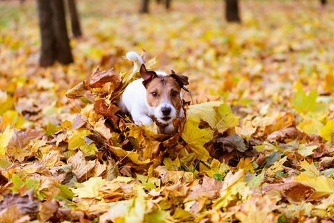куче тича през грамада от цветни есенни кленови листа