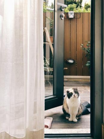 Котка седи до врата у дома