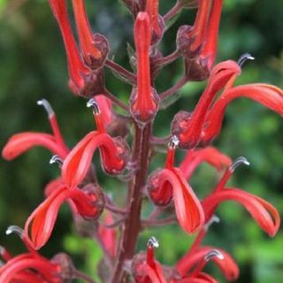 Дяволски тютюн (Lobelia Tupa)