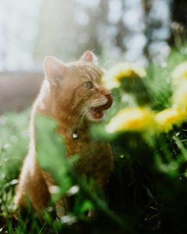 котка, наслаждаваща се на залеза