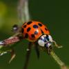 Азиатските дамски бръмбари са лошата версия на калинките - ето как да се отървете от тях