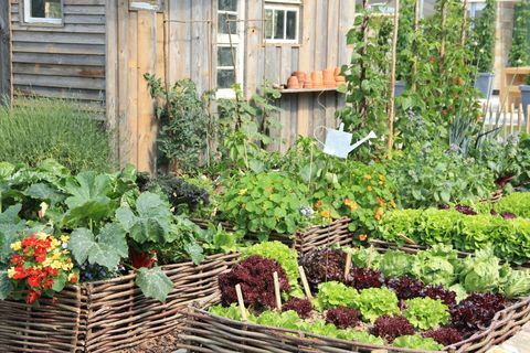 Серия зеленчуци в градина в различни цветове