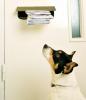 Тази година е имало 2500 нападения на кучета срещу пощенски работници, пише Royal Mail