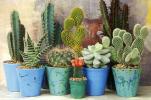 7 неща, които може да не знаете за кактуси