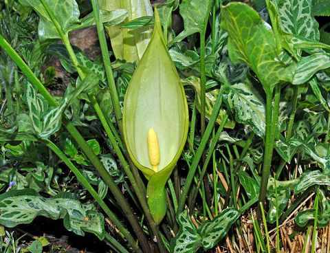 отрова градина: arum maculatum