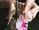 Как да се грижим за орхидея, която процъфтява 2023 г