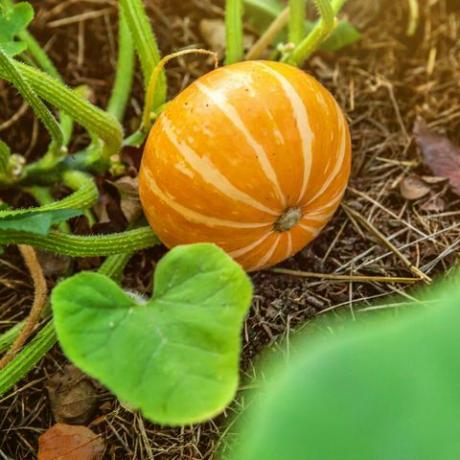 голяма оранжева тиква, растяща на легло в градината, прибиране на органични зеленчуци есен есен изглед към селски стил здравословна храна веган вегетарианска концепция за бебешка диета местна градина произвежда чиста храна