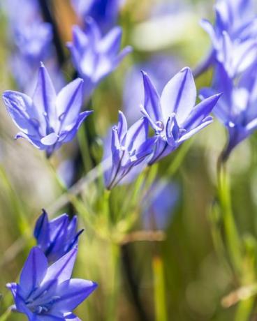 ярко сини нежни пролетни цветя