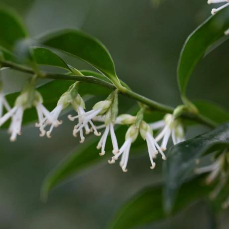 Sarccocca confusa