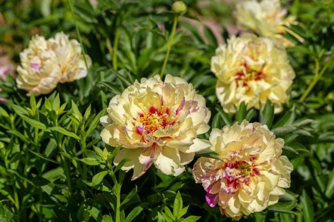 paeonia itoh хибриди 