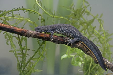 Тритон с голям гребен, Triturus cristatus