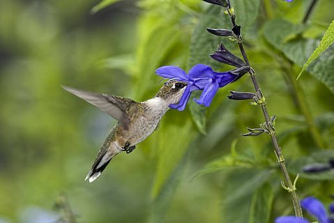 рубинено гърло колибри, хранещи се със салвия гуаратика