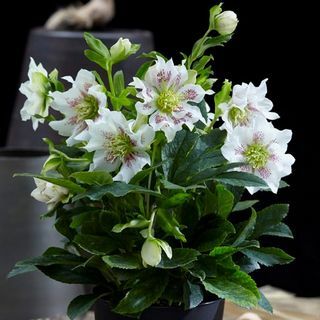 Helleborus orientalis растение Hello Pearl