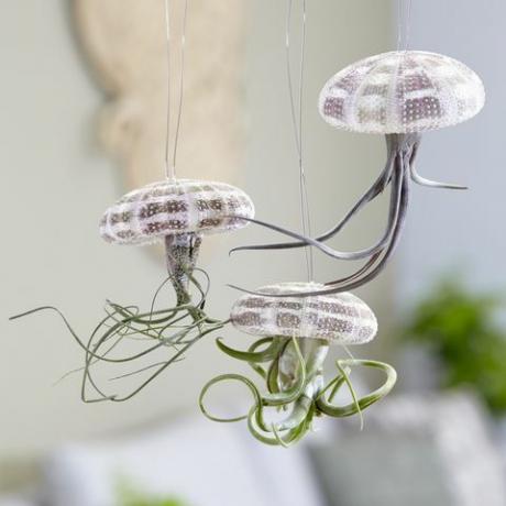 Висящо медузено въздушно растение, Waitrose