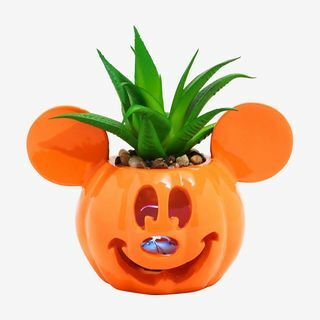 Mickey Jack-O’-Lantern Succulent