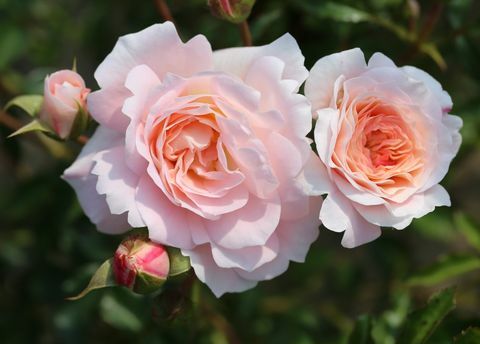 Роза Сара Елизабет ('Athyfgrafos') - RHS Hampton Court Palace Flower Show 2018