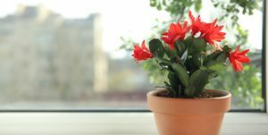 красиво цъфтящо растение шлумбергера коледен или благодарствен кактус в саксия на перваза на прозореца място за текст