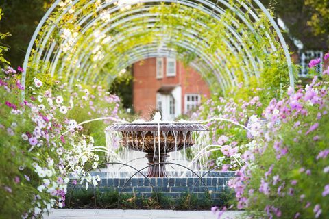 Wisteria Walk с цветя от Космос през септември в RHS Garden Wisley