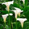 Най-добрите бели цветни растения: засаждане на бяла граница или бяла градина