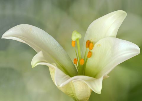 Lilium candidum или Madonna Lily, е растение от рода Lilium, една от истинските лилии. Роден е на Балканите и Западна Азия.