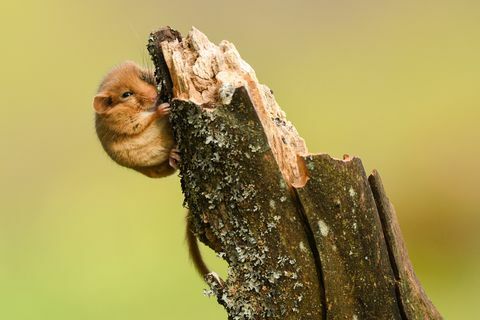 Лешникова дренка / Muscardinus avellanarius