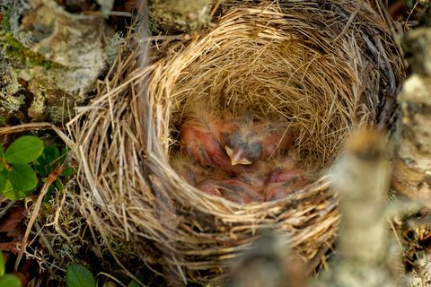 Гнездо на червения - Turdus iliacus, птица от семейство млечници, Turdidae, родом от Европа и Азия, малко по-малка от свързаната с песен млечница