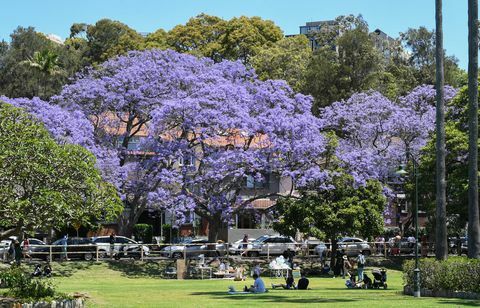 Туристите се стичат до предградията на Сидни, за да видят дървета Джакаранда в пълен разцвет