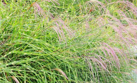 Miscanthus sinensis Flamngo трева