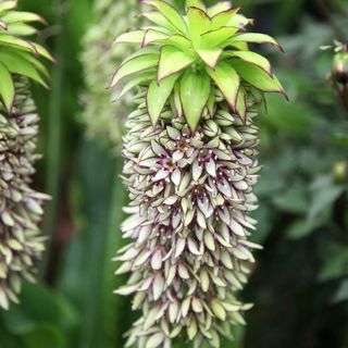 Eucomis bicolor | луковици от ананасова лилия