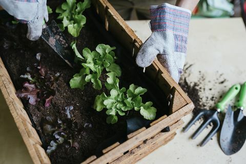 Лице засаждане на маруля в дървена кутия