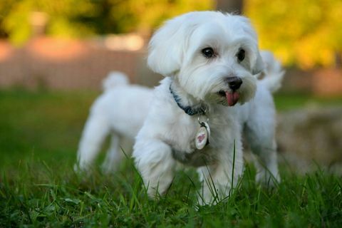 Малтийско куче тича в тревата