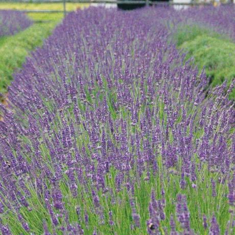 Lavandula x intermedia 'Phenomenal'