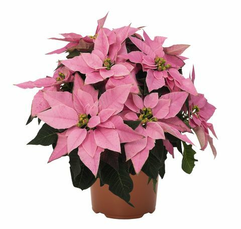 Градинските центрове Wyevale стартират изключителна Poinsettia - Millennial pink