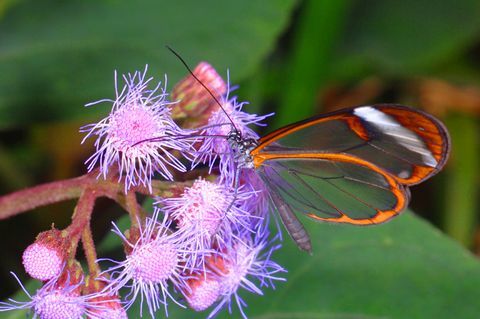 пеперуда пеперуда, грета остро, стратфорд на парка пеперуди от Ейвън